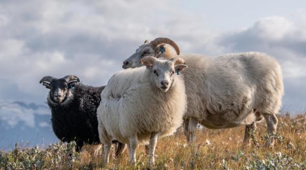 ANSVSA instituie carantină națională pentru ovine și caprine timp de 30 de zile