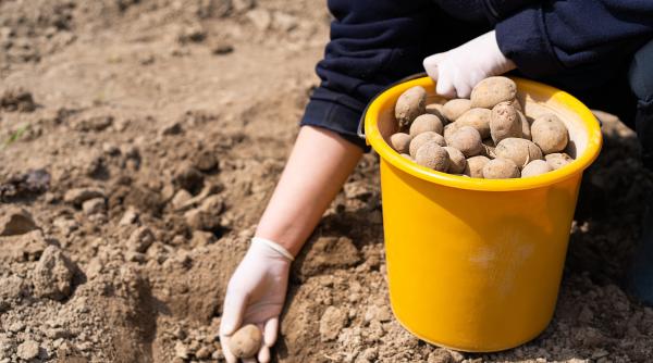 Sprijin de până la 300 euro/ha pentru producătorii de cartof de consum