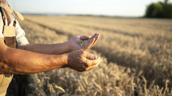 Prețurile la grâu, zahăr și cacao explodează. Piețele agricole, afectate de războaie și fenomene meteo extreme