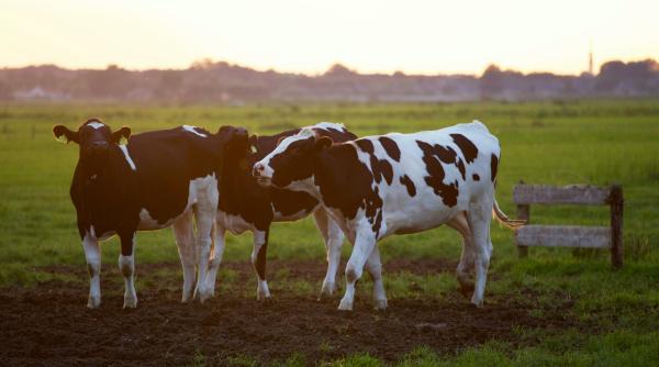 APIA, termen-limită pentru depunerea cererilor de ajutor de stat pentru crescătorii de bovine şi suine