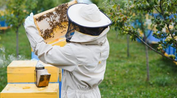 Ajutorul de 15 euro pe stup, blocat înainte să ajungă la apicultori