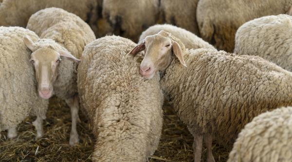 Planul pentru deblocarea exporturilor de ovine şi caprine a fost aprobat de Comisia Europeană, anunţă ANSVSA