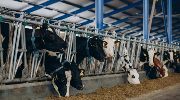 Noi reguli pentru fermieri. Crescătorii de porci și bovine beneficiază de scheme de ajutor simplificate